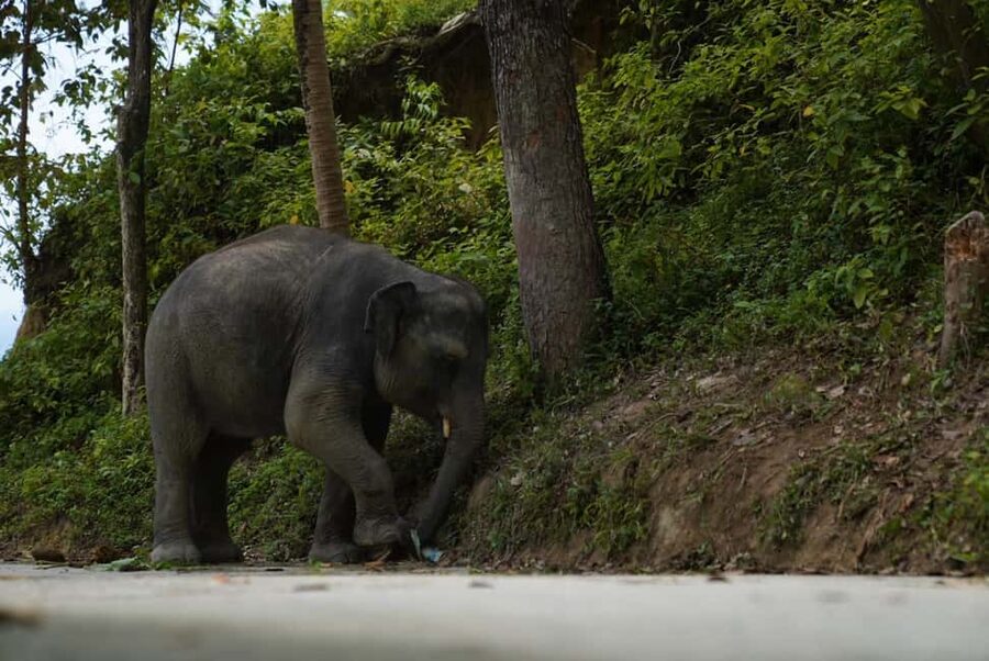 Phuket: Guide Tour to Patong Elephant Sanctuary - Key takeaways before you go