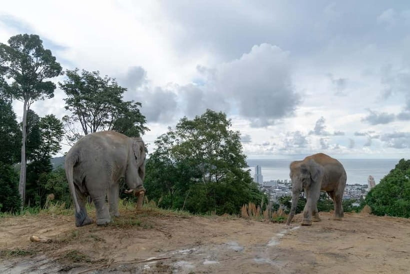 Phuket: Guide Tour to Patong Elephant Sanctuary - Who this tour is best for in Phuket