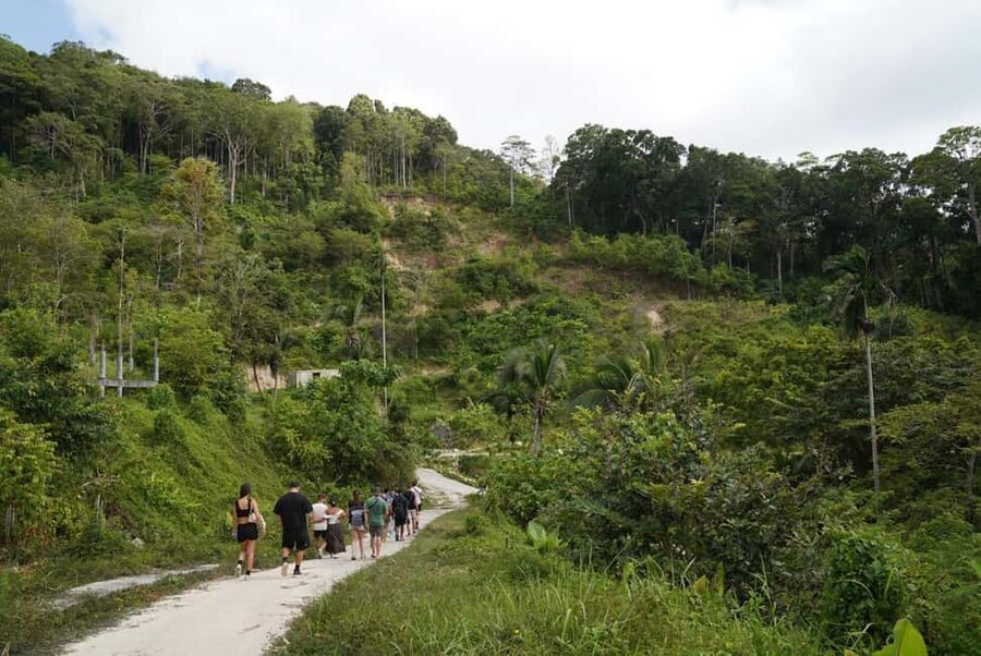 Phuket: Guide Tour to Patong Elephant Sanctuary - The forest walk: watching elephants forage and interpret body language