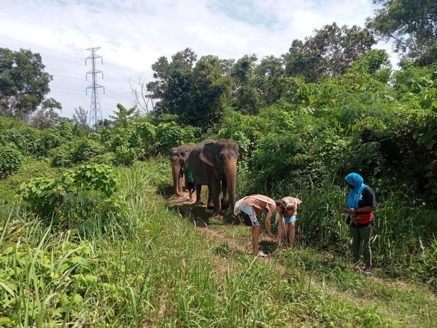 Phuket: Guide Tour to Patong Elephant Sanctuary - Food prep in the sanctuary: banana tree cutting and grass harvesting