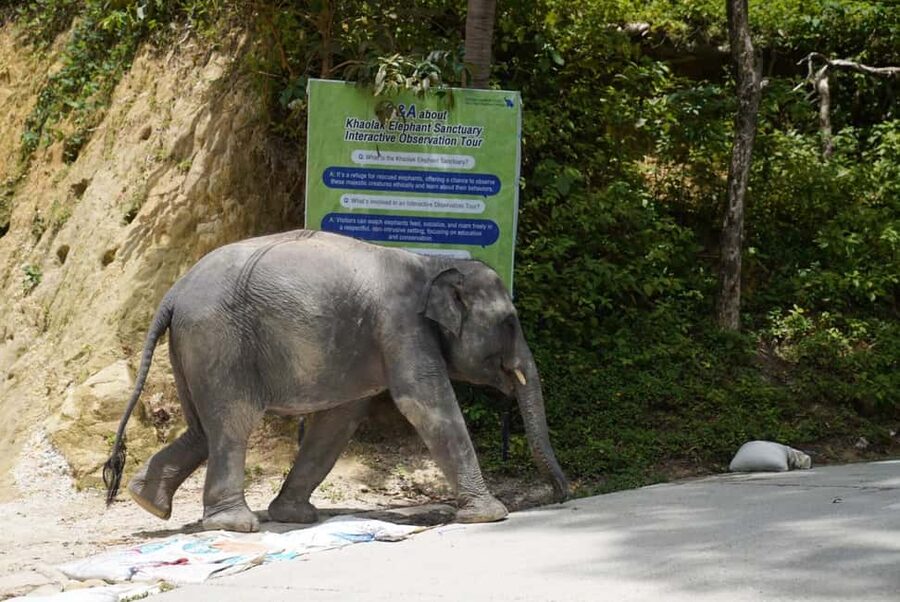 Phuket: Guide Tour to Patong Elephant Sanctuary - Getting there from Patong: van time is part of the real experience