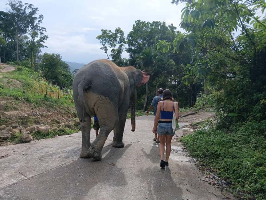 Phuket: Guided Tour to Elephant Sanctuary & Hotel Transfer - Patong Hill Tribe Elephant Village: your guided hour at the sanctuary