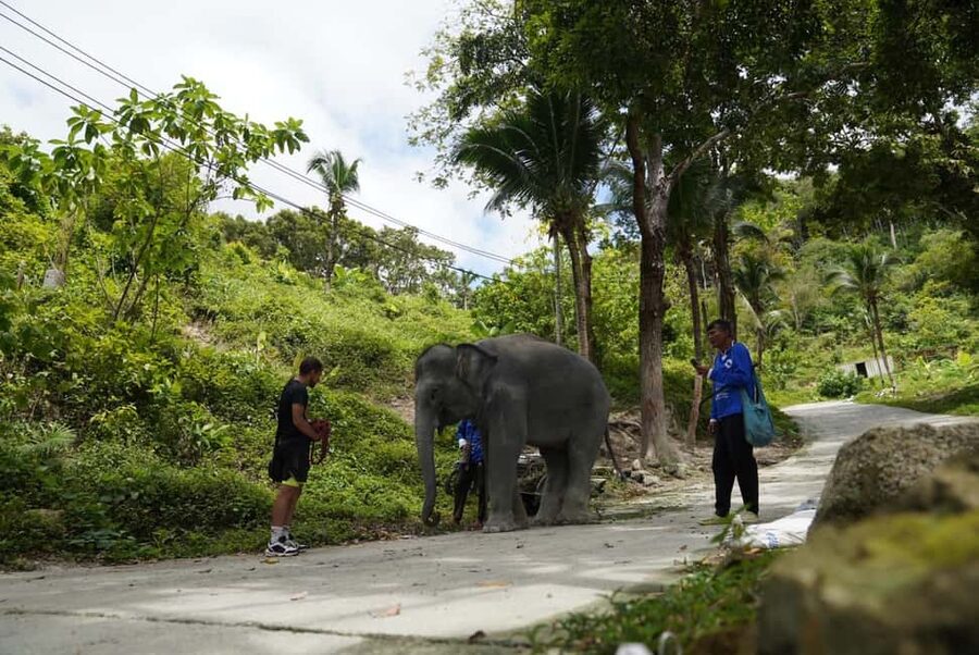 Phuket: Guided Tour to Elephant Sanctuary & Hotel Transfer - Feeding, petting limits, and what bonding realistically looks like