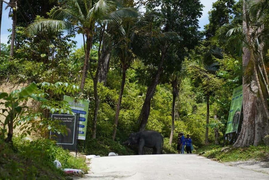 Phuket: Guided Tour to Elephant Sanctuary & Hotel Transfer - Photo moments that don’t feel like a cattle call
