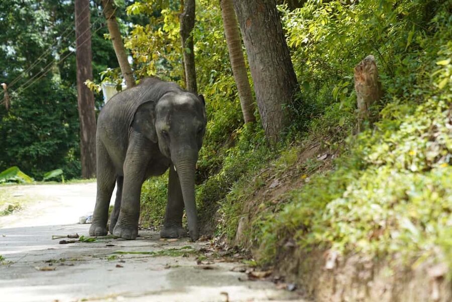 Phuket: Guided Tour to Elephant Sanctuary & Hotel Transfer - The guides make the difference: English support and named staff