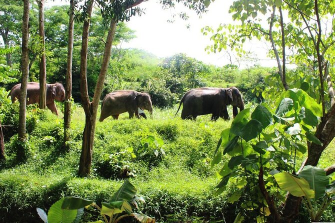 Phuket Guided Tour to Elephant Sanctuary with Hotel Transfers - Quick highlights
