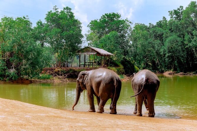 Phuket Guided Tour to Elephant Sanctuary with Hotel Transfers - Price Check: Is This $42.12 Worth It?