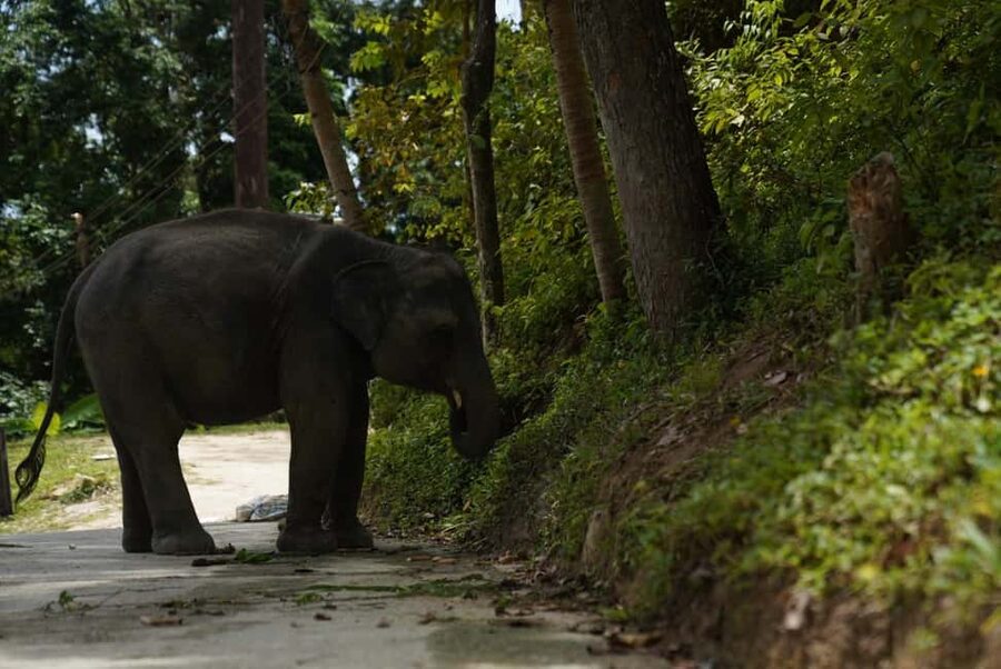 Phuket : Guided Tour to Elephant Sanctuary with Transfers - The Hands-On Feeding Prep: Banana Trees and Fresh Grass