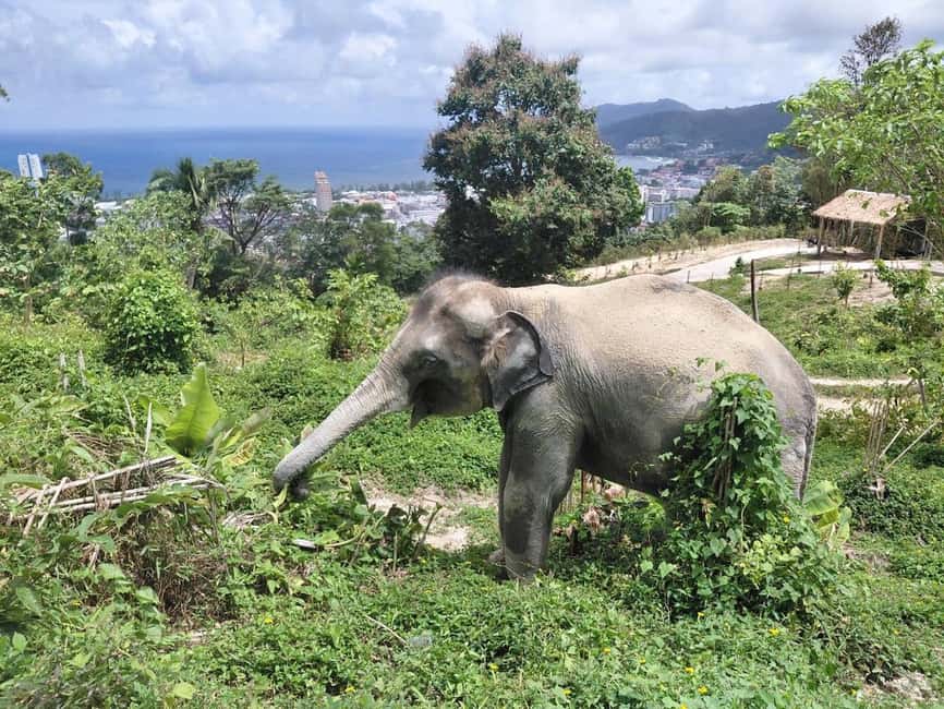 Phuket: Guided Walk Tour to Elephant Sanctuary with Transfer - Key Things I’d Watch For Before Booking