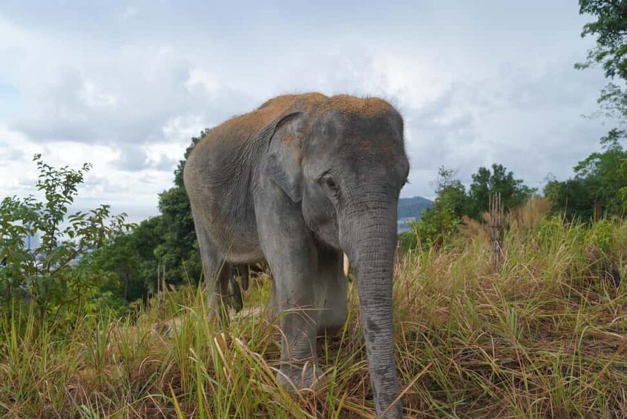 Phuket: Guided Walk Tour to Elephant Sanctuary with Transfer - Hand-Feeding Treats at the End, With the Right Mindset