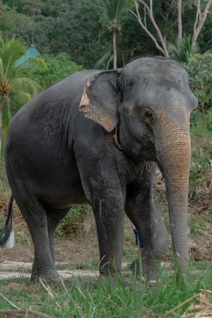 Phuket: Guided Walk Tour to Elephant Sanctuary with Transfer - The Ethical Elephant Sanctuary Model, What It Means for You