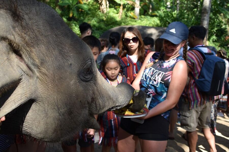 Phuket: Half Day or 2-Hour Ethical Elephant Care Sanctuary - Key things to know before you go