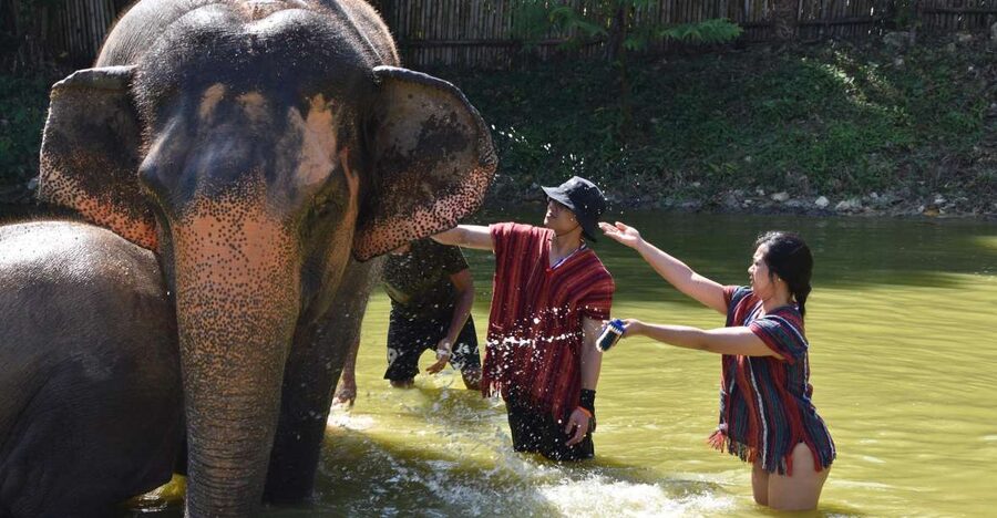 Phuket: Half Day or 2-Hour Ethical Elephant Care Sanctuary - Feeding time: what to focus on while you’re near the elephants
