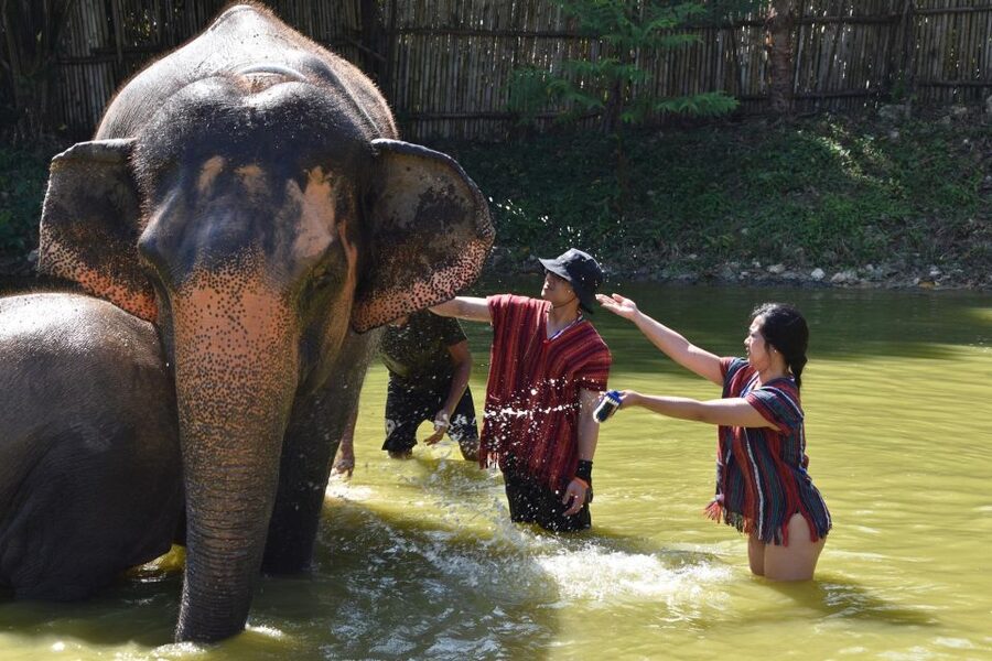 Phuket: Half Day or 2-Hour Ethical Elephant Care Sanctuary - Mud spa and bathing with elephants (Option A): messy, fun, and usefully memorable