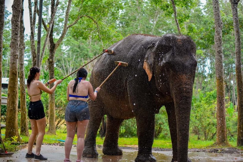 Phuket: Happy Hour Feed and Rain Shower with Elephant - Key takeaways before you go