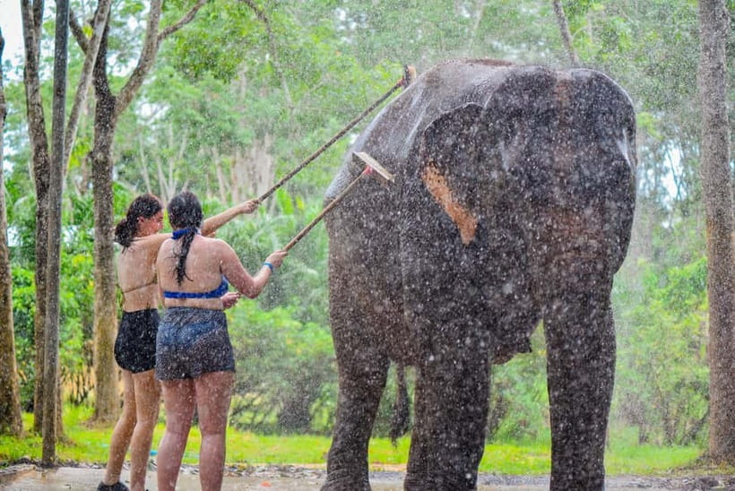 Phuket: Happy Hour Feed and Rain Shower with Elephant - What You Do With the Elephants, and What You Don’t