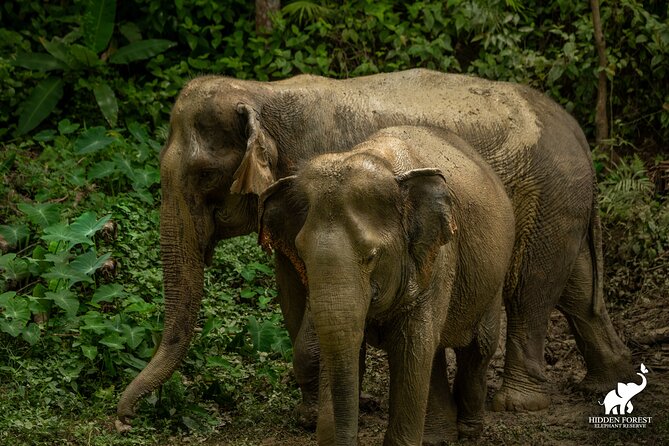 Phuket: Hidden Forest Elephant Reserve Guided Tour with Lunch - Key Things You Should Know Before You Go