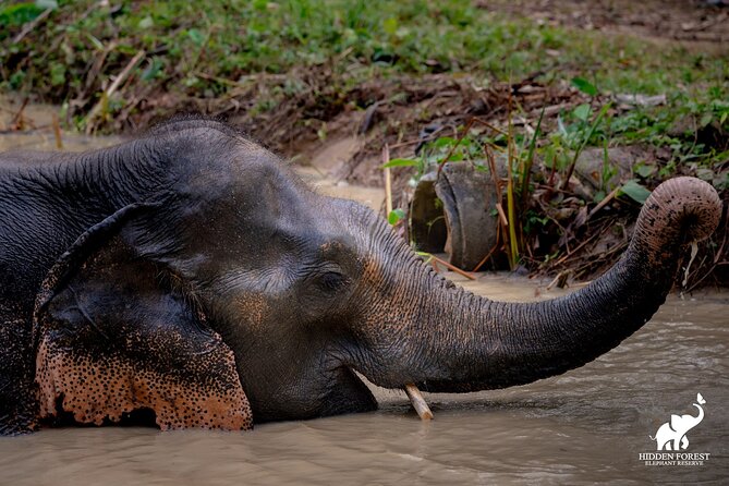 Phuket: Hidden Forest Elephant Reserve Guided Tour with Lunch - Phuket Elephant Sanctuary, Forest Hills, and What You Are Really Buying
