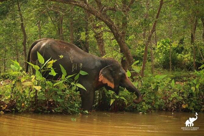 Phuket: Hidden Forest Elephant Reserve Guided Tour with Lunch - Lunch With the Elephants Nearby: Vegetarian Thai Buffet