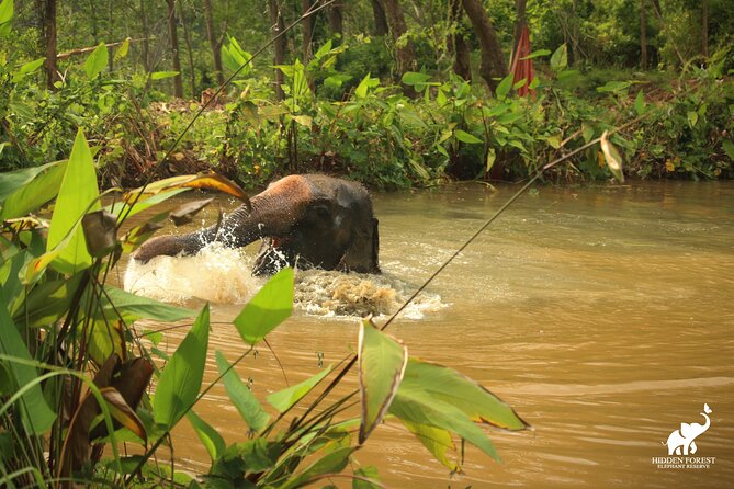 Phuket: Hidden Forest Elephant Reserve Guided Tour with Lunch - Transport, Timing, and Why Starting Points Matter in Phuket
