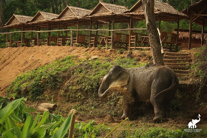 Phuket: Hidden Forest Elephant Reserve Guided Tour with Lunch - Price and Value: Is $99 a Good Deal?