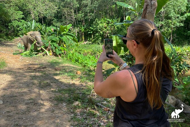 Phuket: Hidden Forest Elephant Reserve Guided Tour with Lunch - Entering Hidden Forest: Intro Video, Refreshments, and Meeting the Herd