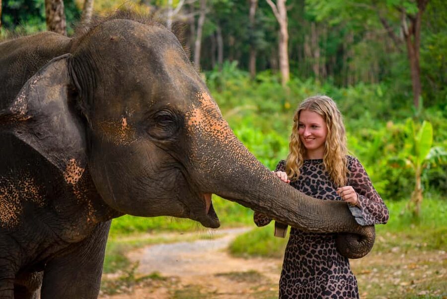 Phuket: Make & Meet The Gentle Giant Experience - Key Things You’ll Actually Do (And Why They Matter)