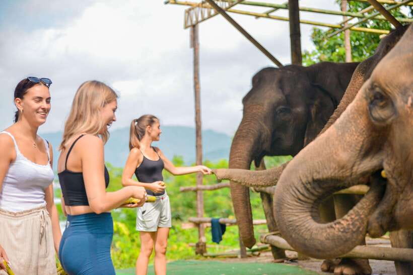 Phuket: Make & Meet The Gentle Giant Experience - Making Elephant Vitamin Balls: A Hands-On Nutrition Lesson