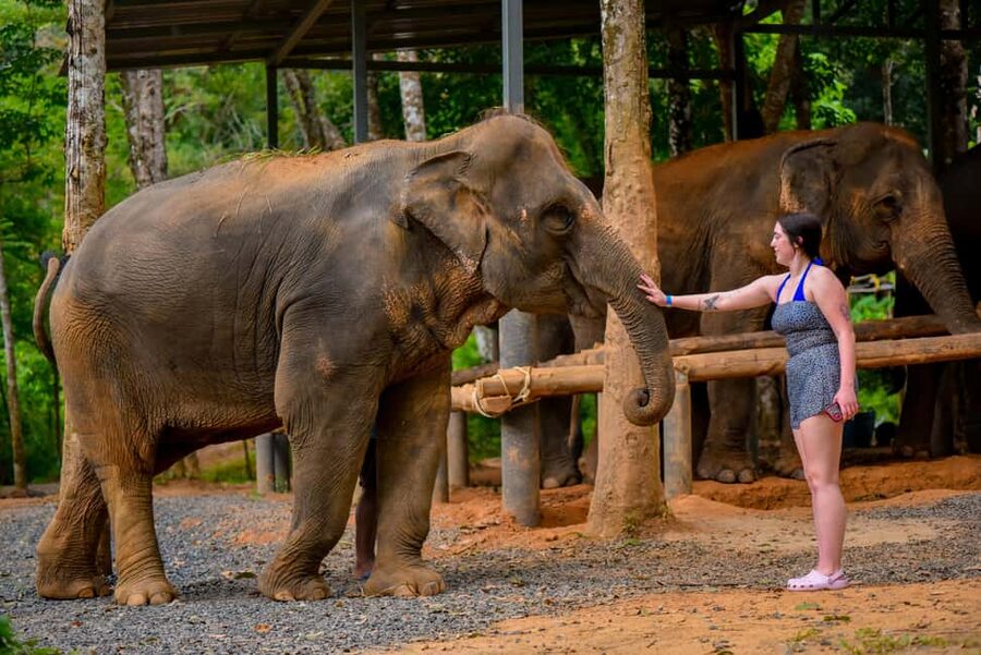 Phuket: Make & Meet The Gentle Giant Experience - Feeding Time With Fruit: What You Offer and How It Feels