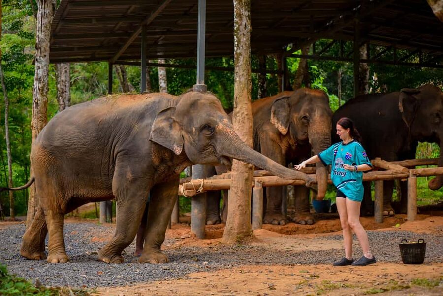 Phuket: Make & Meet The Gentle Giant Experience - Price and Value: Is $34 Worth It?