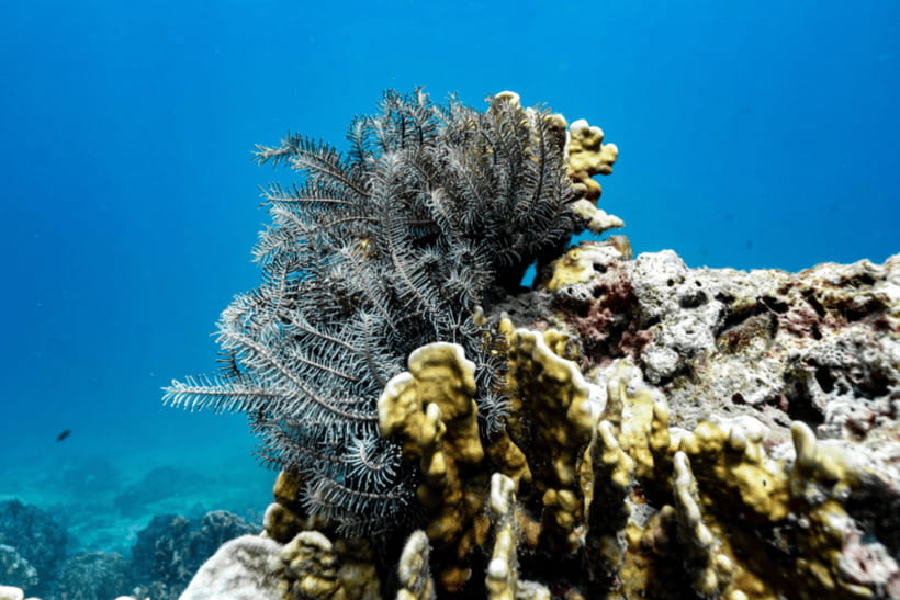Phuket: Racha and Coral Islands Speedboat Trip with Lunch - Price and Pickup Math: Is $56 Good Value for You?
