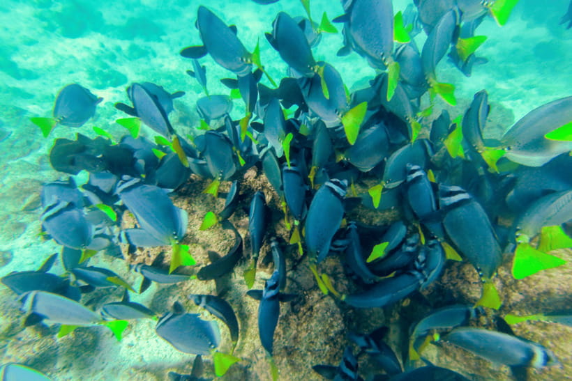 Phuket: Racha and Coral Islands Speedboat Trip with Lunch - Racha Island: Beach Time, Snorkeling Gear, and the Fish Check