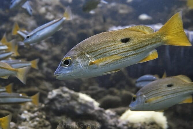 Phuket Scuba Diving Phi Phi Islands (Certified Divers Only) - Chalong Pier Morning, Pickup That Actually Starts Early