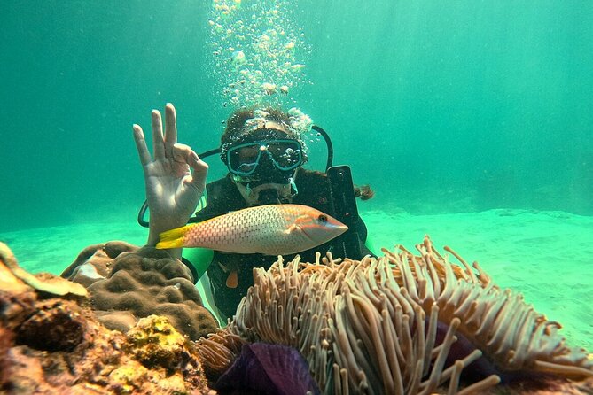 Phuket Scuba Diving: Racha Island Or Maiton Island For All Levels - Ko Mai Thon (Maiton Island): quiet water, privacy, and dolphin chances