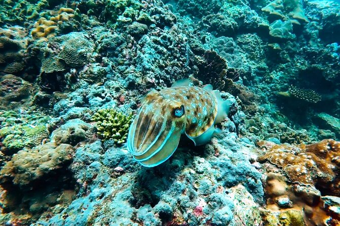 Phuket Scuba Diving: Racha Island Or Maiton Island For All Levels - What’s included onboard: equipment, snacks, and meals you actually notice