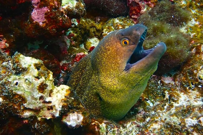 Phuket Scuba Diving: Racha Island Or Maiton Island For All Levels - Price and value: why $97.79 can make sense in Phuket