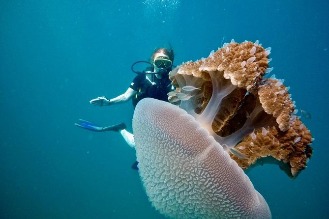 Premium Guided Scuba Diving Day Trip for Certified Divers - How a small Phuket boat keeps your schedule flexible