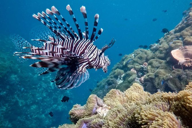 Premium Guided Scuba Diving Day Trip for Certified Divers - Time management at sea: relaxed pacing and “extra time in the water”