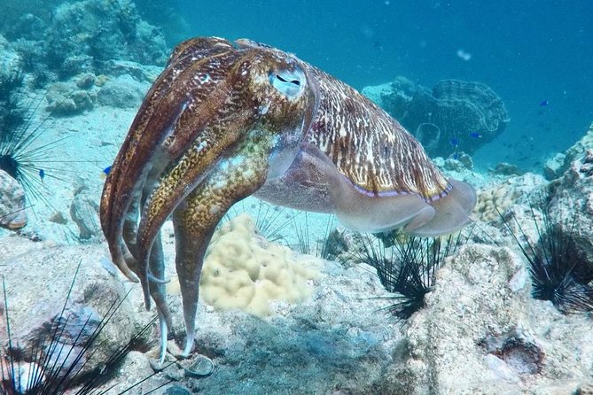 Premium Guided Scuba Diving Day Trip for Certified Divers - The crew quality: the named pros who make the day feel organized