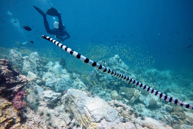 Premium Guided Scuba Diving Day Trip for Certified Divers - Price and value: is $162.24 worth a day on a small boat?