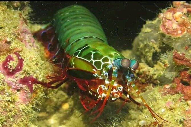 Racha Noi and Racha Yai Dive Trip from Phuket - Price and value: what you pay, what you get, and what it means