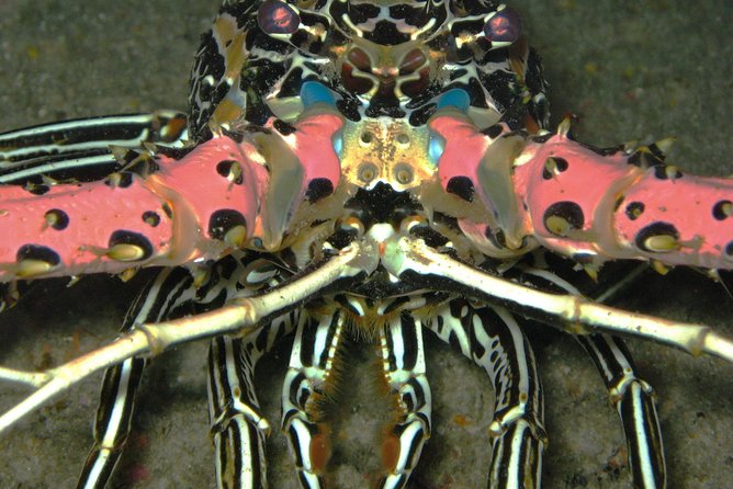 Racha Noi and Racha Yai Dive Trip from Phuket - Stop 1: Koh Racha Yai, the later dive that can feel more challenging
