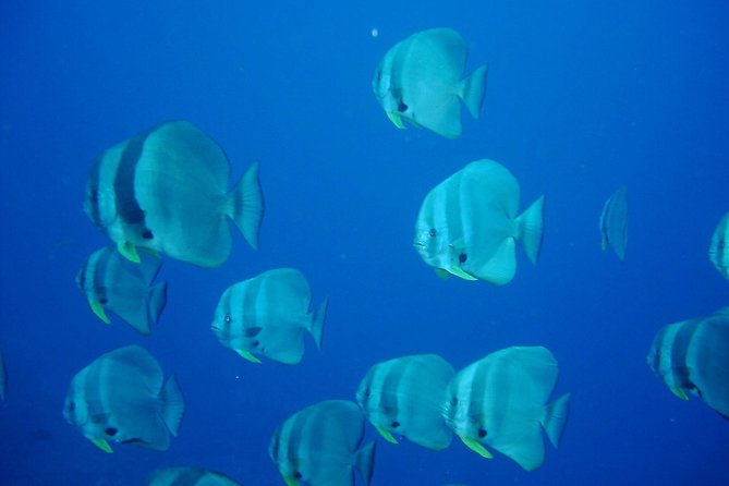 Racha Noi and Racha Yai Dive Trip from Phuket - Stop 2 at Phuket dash Scuba dot Com: where the day gets organized