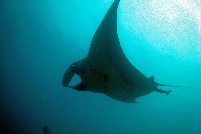 Racha Noi and Racha Yai Dive Trip from Phuket - Stop 3: Koh Racha Noi, two dives plus lunch in the middle