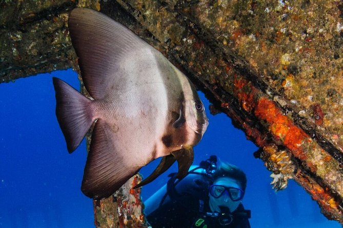 Racha Noi and Racha Yai Dive Trip from Phuket - Marine life you can realistically expect on this route