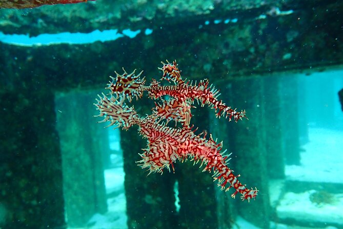 Scuba Diving Daytrip to Racha Yai - Who this trip suits best (and who should be cautious)