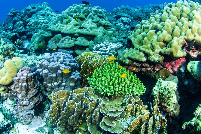 Scuba Diving Daytrip to Racha Yai - Two underwater sessions around Racha Yai: what you can realistically expect