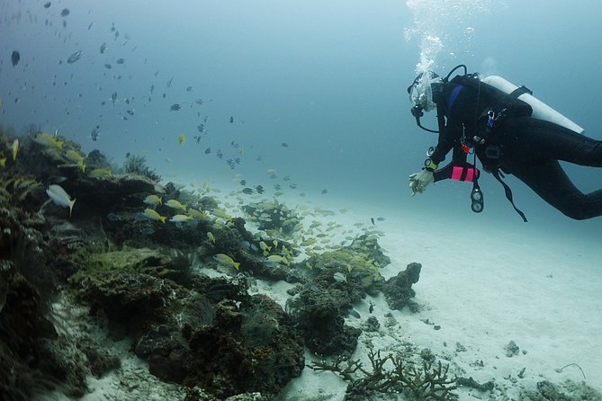 Scuba Diving in Phuket – Full-Day Trip (3 Dives, All Included) - Phi Phi Islands and the national park fee you should budget