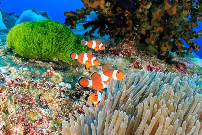 Similan Islands Full Day - Premium - Should you book this tour?