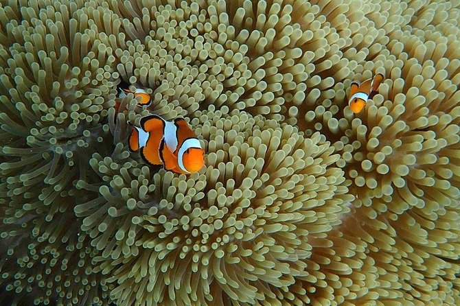 Similan Islands Snorkeling Day Trip By Love Andaman From Phuket - Price and Value: What the $129.37 Covers (And What It Does Not)